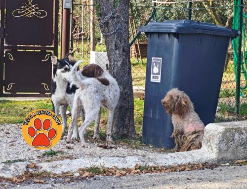 Tre cani in strada a Madonna del Passo: uno è malandato