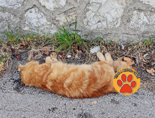 Gatto rosso mọrtọ in strada a Rieti