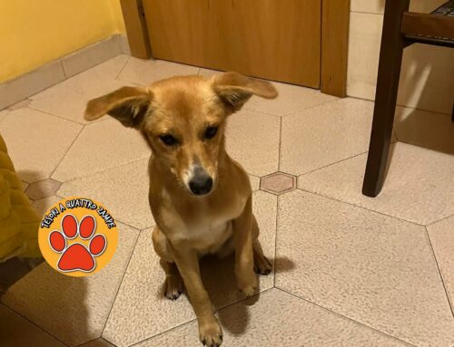 Trovata a Villa Reatina, senza microchip. Di chi è?
