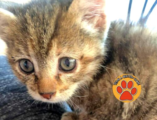 Gattina trovata in strada vorrebbe essere adottata e amata