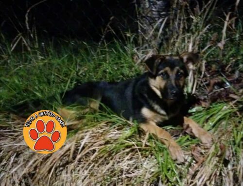 Tre cuccioli di cane in via Pratolungo. Polizia sul posto