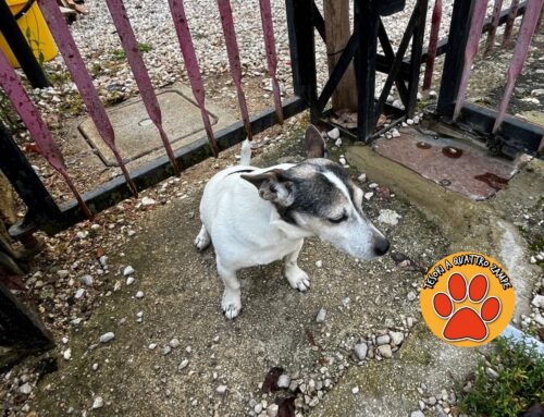 Cagnolina cicciottella trovata vagante in strada a Vazia. Chi l’ha smarrita?