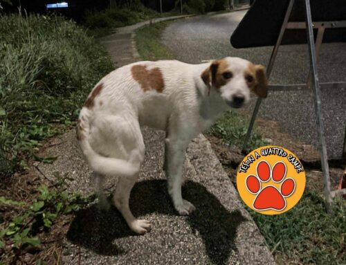Cane in strada a Quattro Strade, sembra aspettare qualcuno