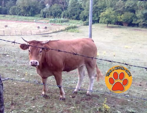 L’On. Brambilla riscatta la mucca fuggita da un macello in Brianza e la adotta