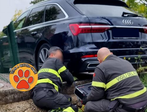 Rieti, salvato gattino rimasto incastrato nel telaio di una auto