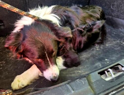 Border Collie recuperato sulla Salaria per Roma