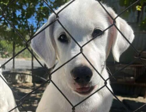 Rocky dalla Calabria, 4 mesi. Cerca adozione