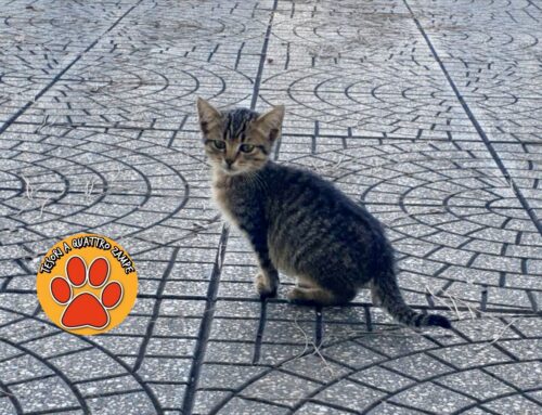 Gattino randagio davanti le Poste di Osteria Nuova