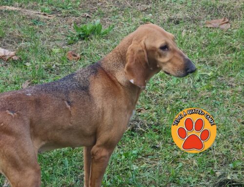 Segugia trovata a Greccio