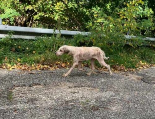 Cagnolino pelle e ossa in strada zona Cantalice. Ha la rogna, serve aiuto