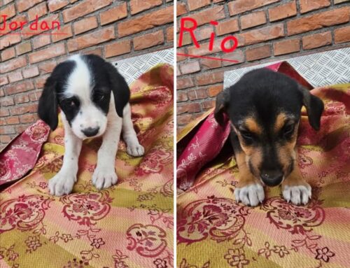 Arrivati in mattinata al Canile di Rieti