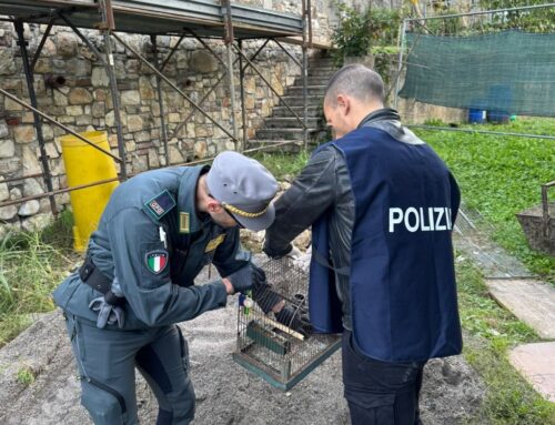 brescia, arrestato 45enne per caccia illegale, possesso d’armi e droga