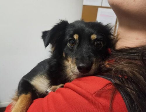Cagnolina recuperata nel quartiere Borgo a Rieti (Lazio)