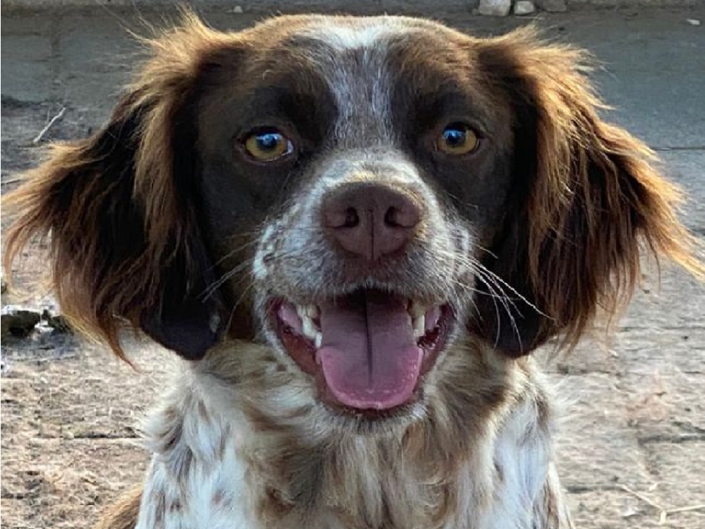 cane_cagnolina_smarrita_granari_montopoli_di_sabina