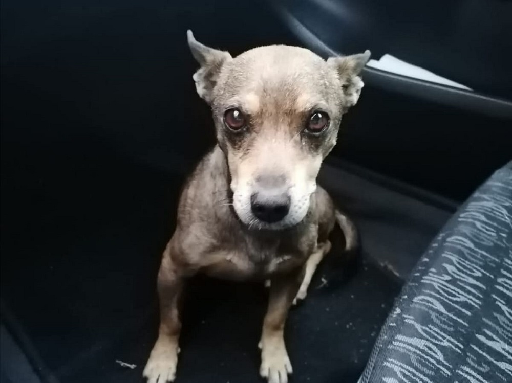 cane_cagnolino_passo_corese-p&f