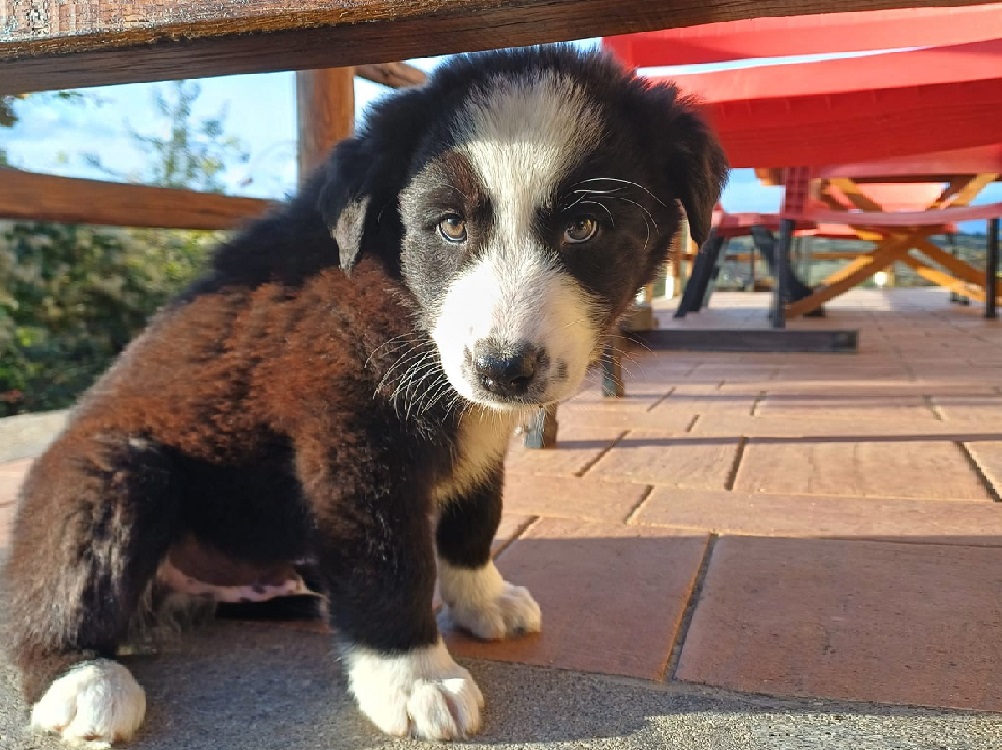 cane_cagnolino_zorro_canile_rieti