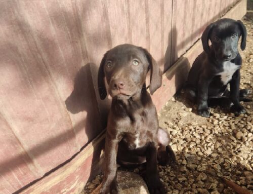 Questi meravigliosi cuccioli cercano casa. Si trovano a Cottanello ed aspettano te