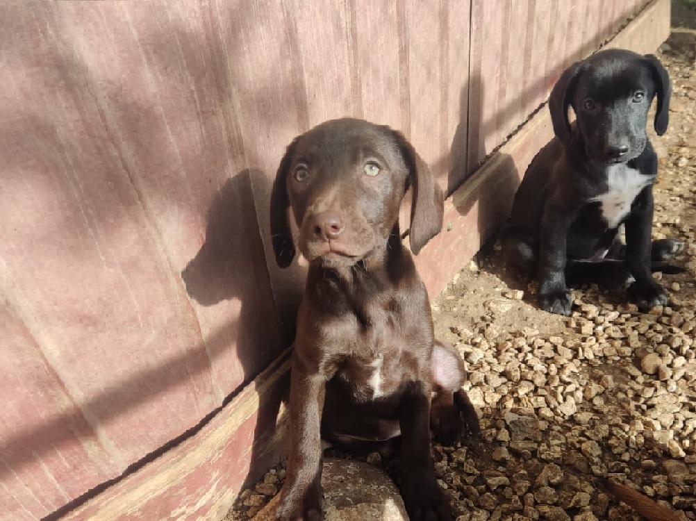 cane_cani-cuccioli_halloween