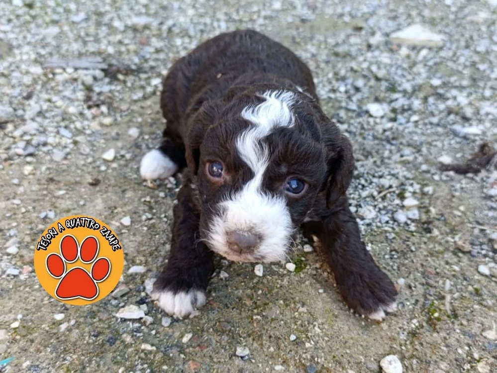 cane_cani_cagnolini_cuccioli_rieti_sandra-