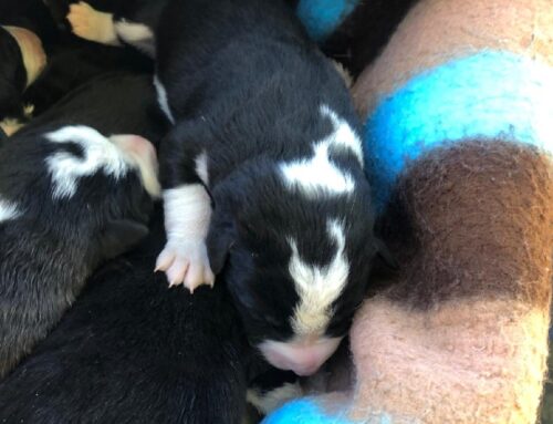 Trovati abbandonati sei cuccioli, si cerca urgentemente una balia