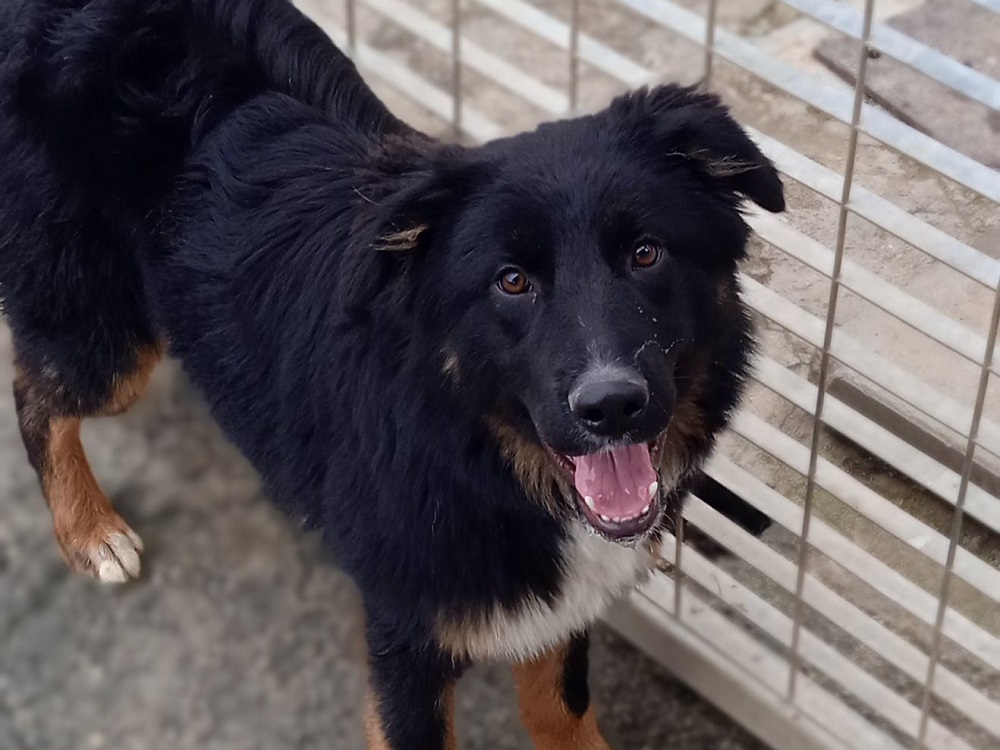 cane_clyde_vasto