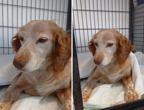 La bella Lola ospite del Canile di Rieti ha il bacino rotto. Si cerca una famiglia per una ripresa in casa, al caldo
