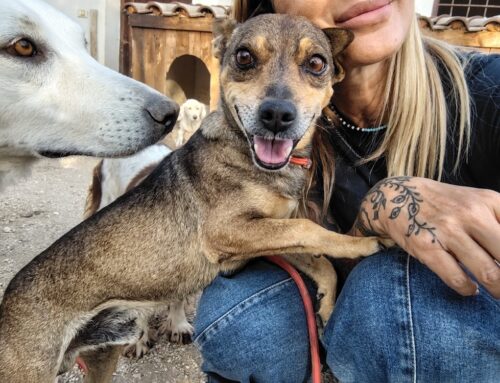 Lucky, un puffetto amorevole. Adozioni aperte