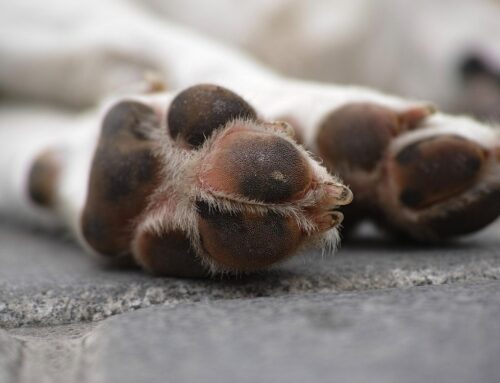 Cagnolina trascinata per chilometri a San Sebastiano, On. Brambilla: “Increbile crudeltà”