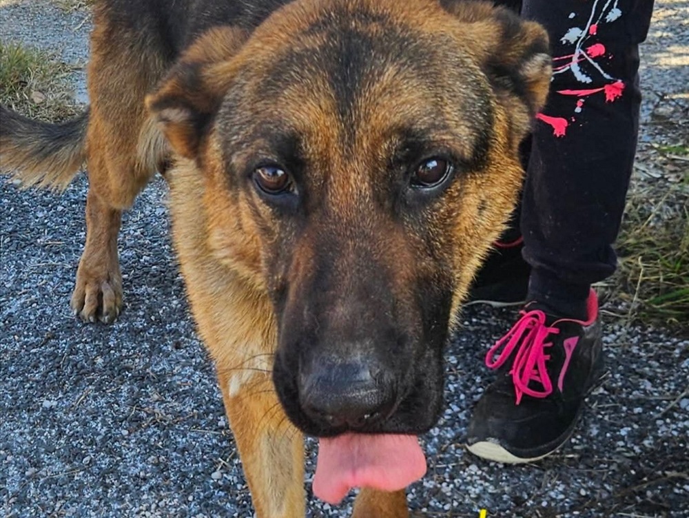 cane_pastore_tedesco_canile_rieti