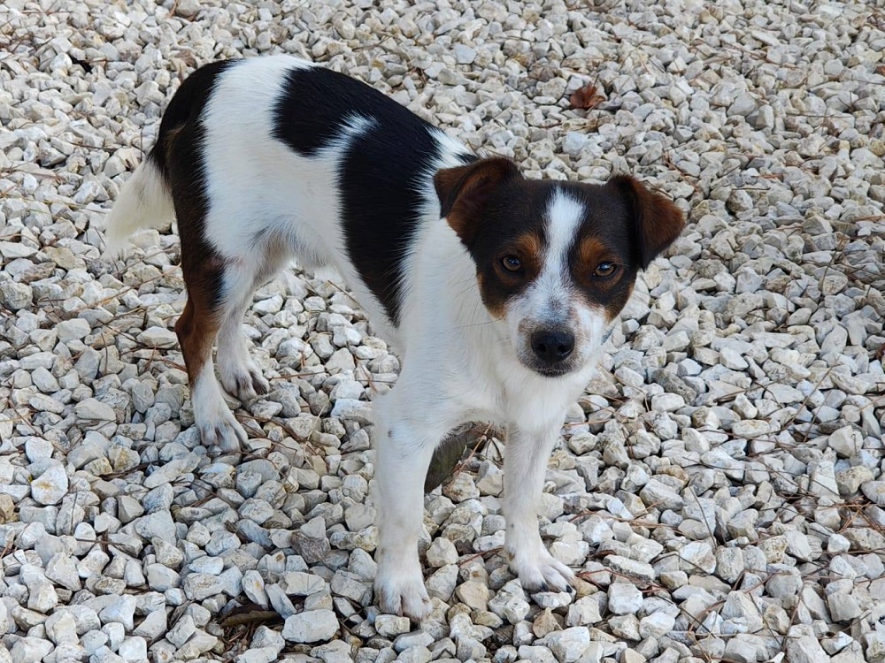 cane_peppe_oasi_di_brenda
