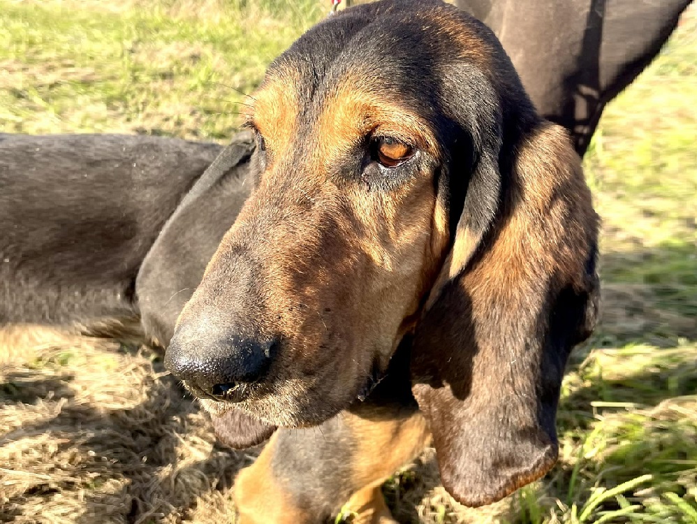 cane_segugio_fulvio_gubbio