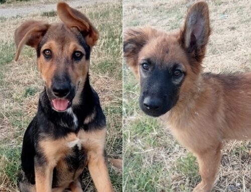 Due dolcissime sorelle cucciole di 6 mesi cercano adozione singola o di coppia