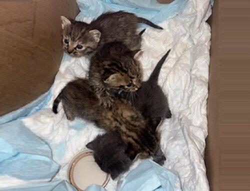 Gattini trovati abbandonati nel Reatino dentro uno scatolone: serve balia