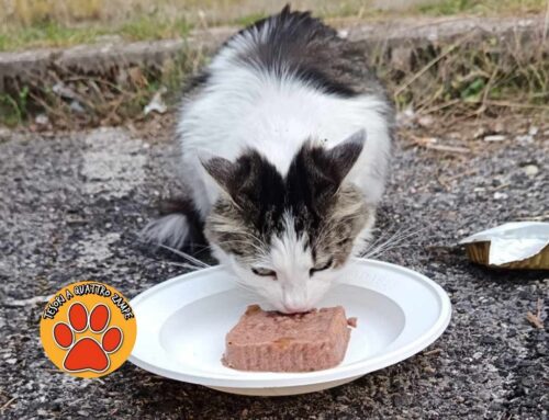 Affamato e miagolante, scovato a Campoloniano: si è perso?