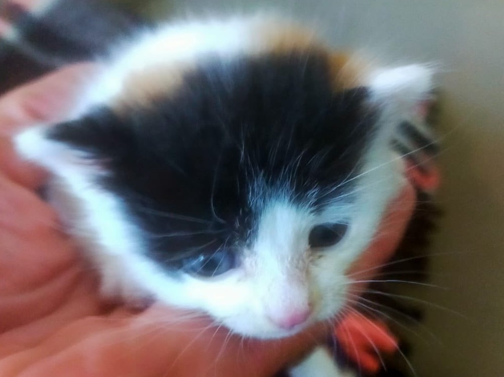 gatto_gattino-p&f_psabina