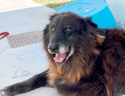 Nonno Lapo, 14 anni: è in canile, invece dovrebbe stare in casa, al caldo, con tanto amore attorno