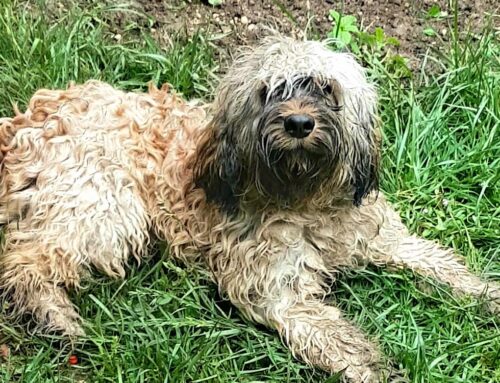 Rocco il Lagotto: da Rieti cerca adozione