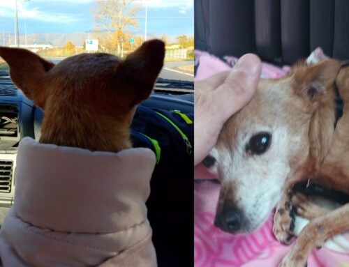 Quando si è adottati e amati dopo anni di maltrattamenti il mondo e la vita li guardi da un’altra prospettiva