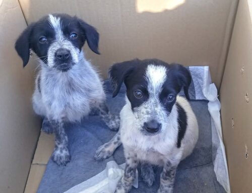 Canile di Vasto strapieno: arrivati altri due tesori con la coda