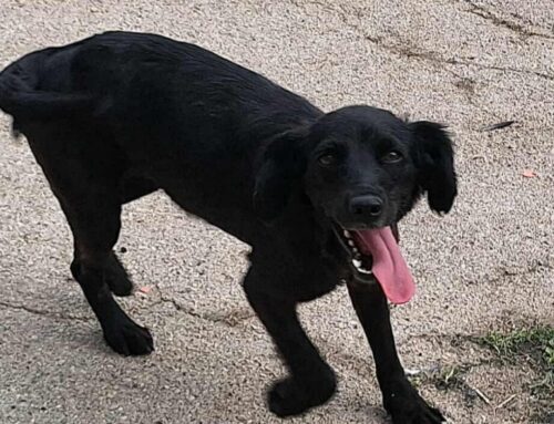 Angelina da Teramo, total black more love