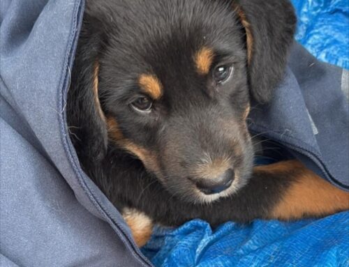 Cucciola taglia grande dalla Sabina: cerca casa