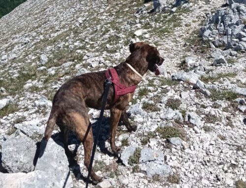 Cagnolina persa zona Monte Elefante