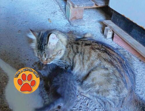 Smarrita gattina da Campoloniano (Rieti)