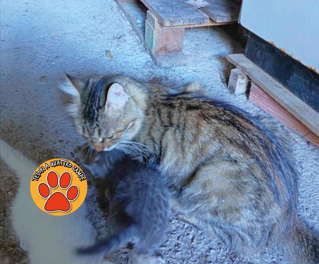 Polish_20251102_120158725