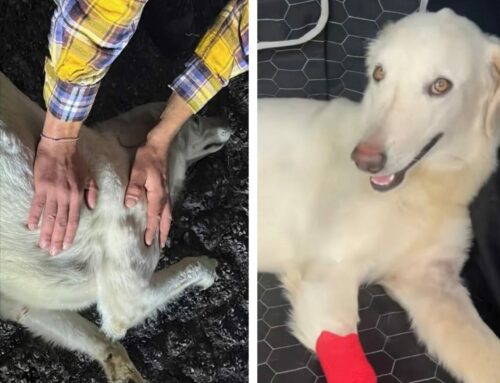 Emergenza cagnolina investita zona Amazon Passo Corese