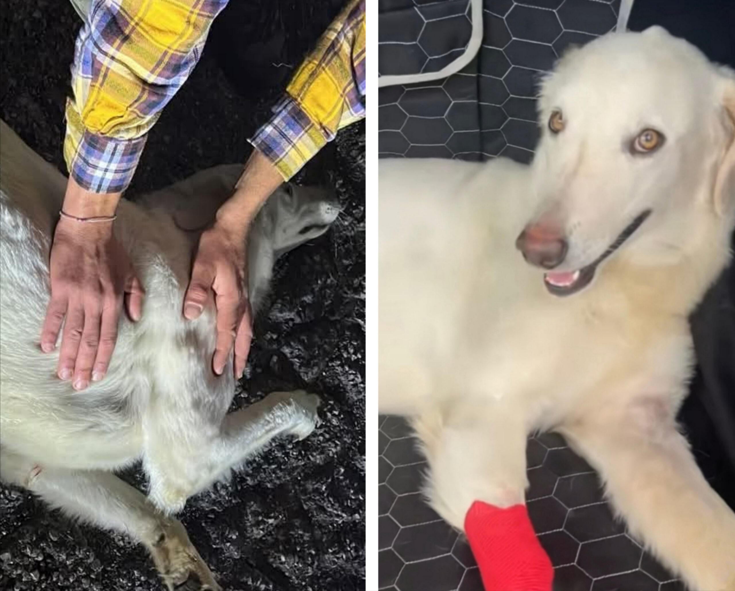 Polish_20251102_161431987