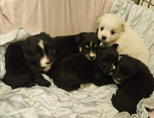 Cuccioli di cane recuperati a Cantalice