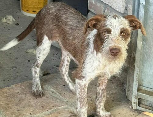 La baffuta Adelina ha 9 mesi e pesa 9 chili: chi la vuole adottare?