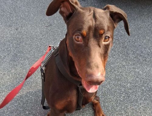 Lucifero, dobermann tripode smarritosi a Roma. Chi lo ha visto?