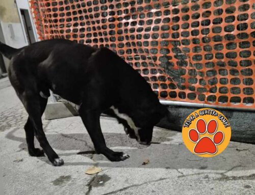 Cane forse ferito ad una zampa vagante nel centro storico di Rieti. Chi lo riconosce?